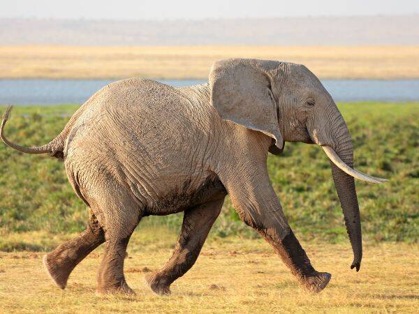 Handel kośćmi i kłami słoni - globalny problem