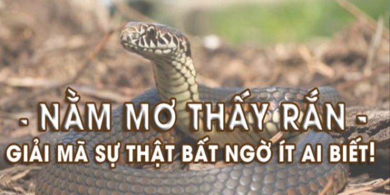 Các Kèo Nhà Cái Giải Mã Giấc Mơ Chi Tiết Bạn Nên Biết 6 Nhà cái giải mã giấc mơ bản thân nhìn thấy rắn cắn